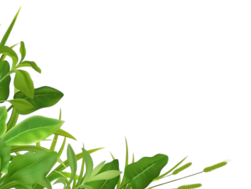 herbal tree for depictor